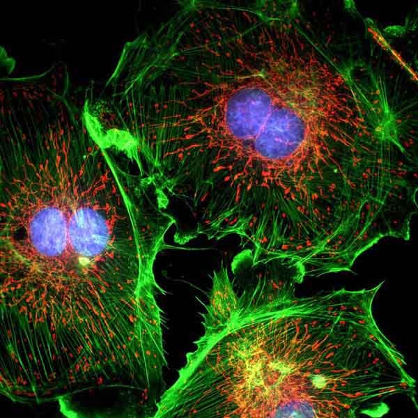 Analyses cellulaires